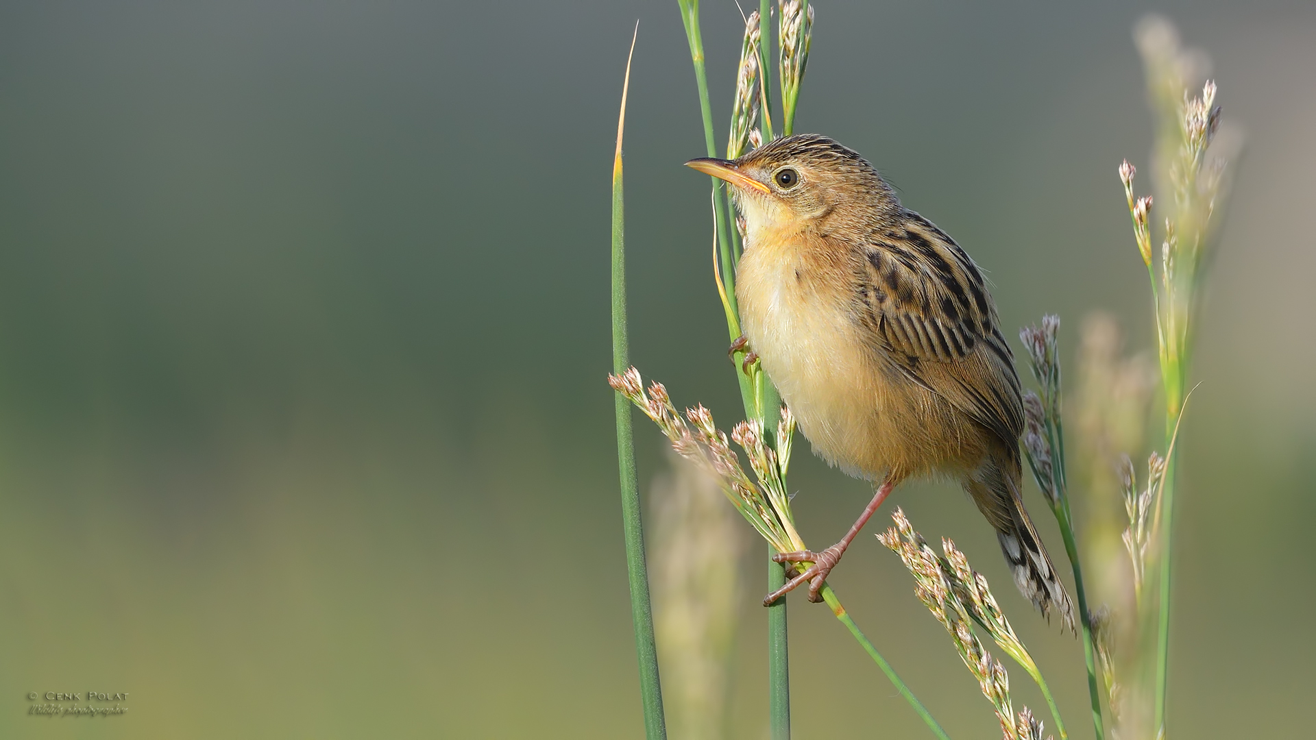 Zitting Cisticola